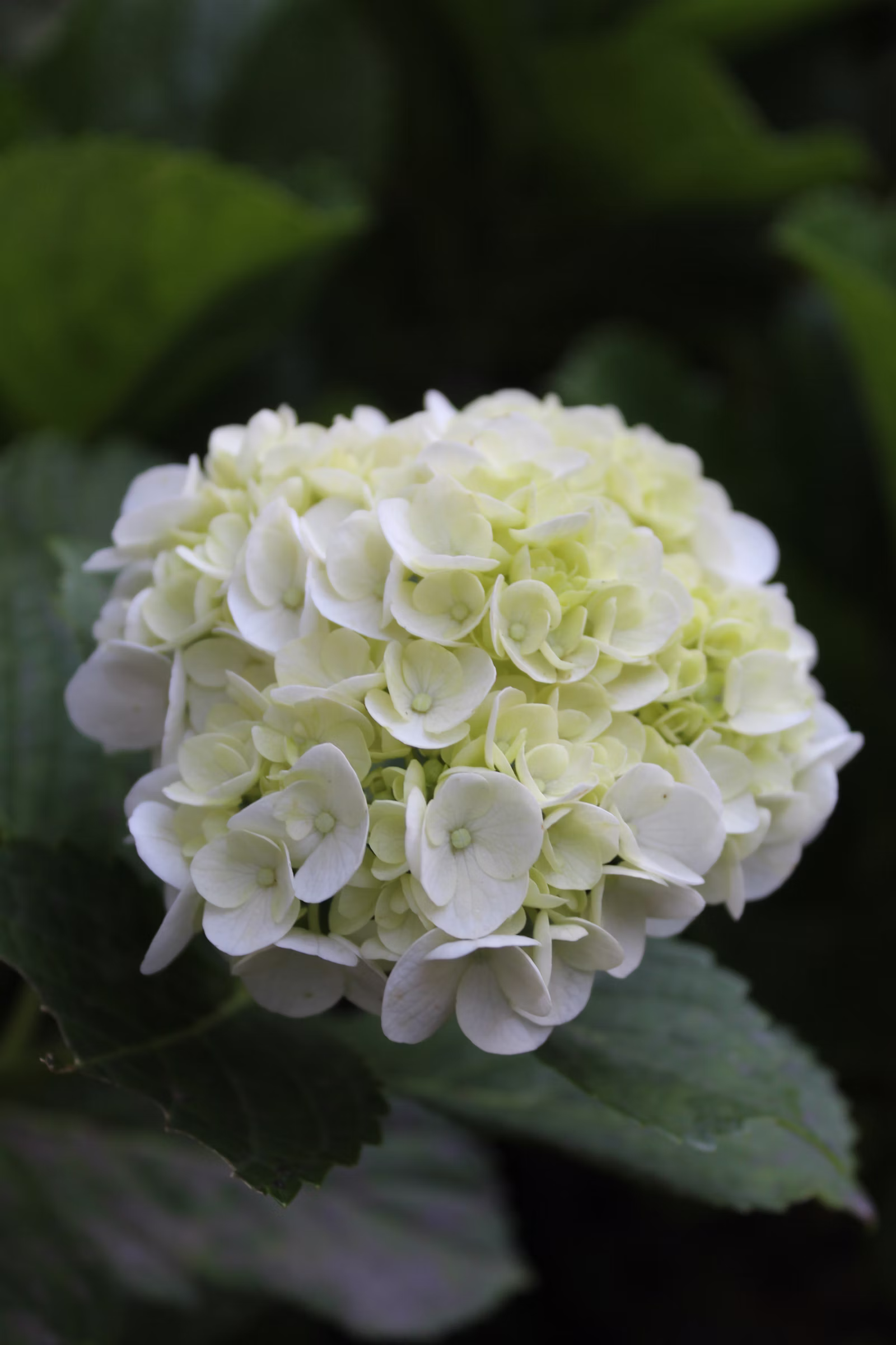 Hands holding flowers